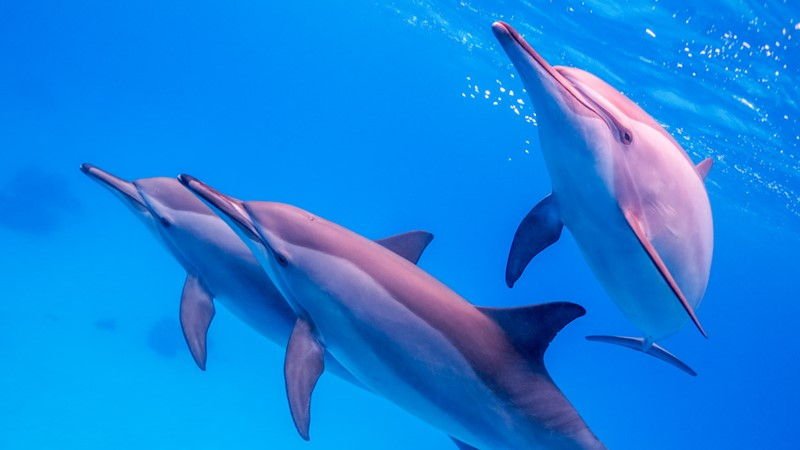 Dolphin House a Marsa Alam - Nuotare con i Delfini