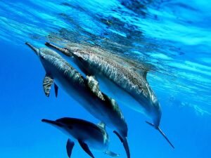 Dolphin House: Nuotare con i delfini a Hurghada