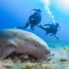 Tour di snorkeling ad Abu Dabbab da Marsa Alam