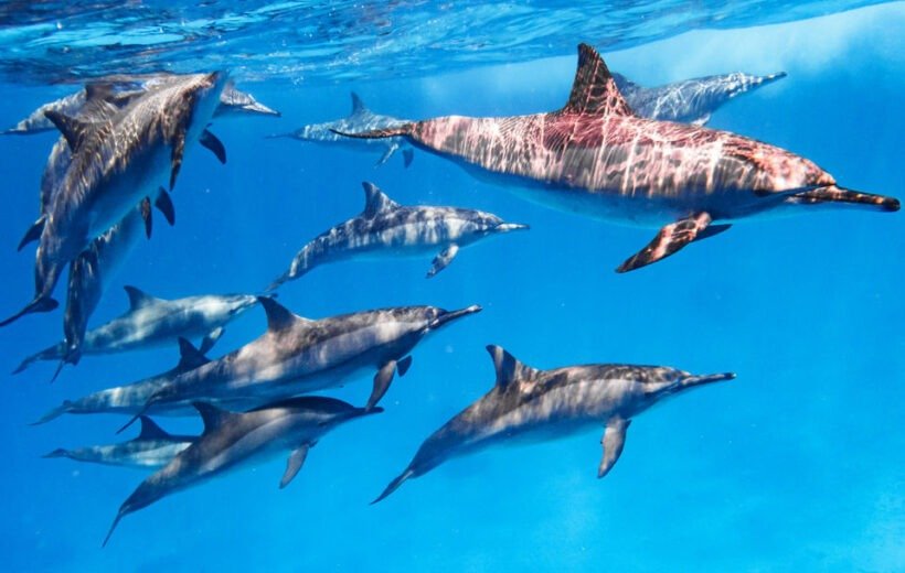 Sataya Marsa Alam - Nuotare con i delfini