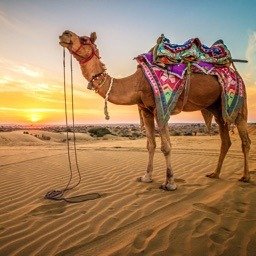 Camel Ride - icon