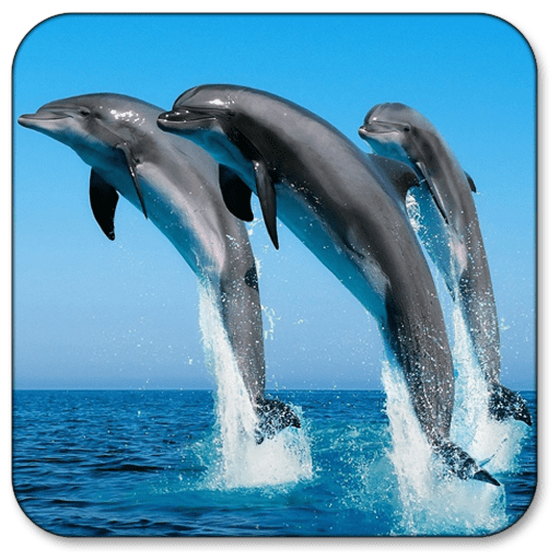 Dolphins - icon