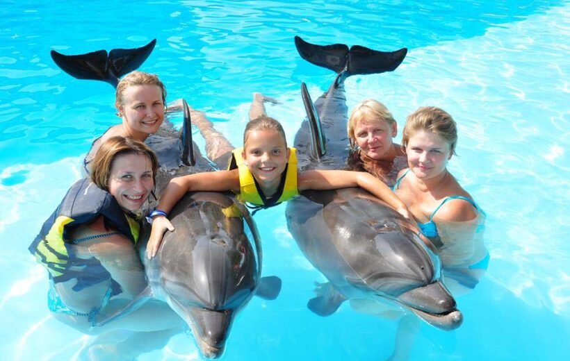 Escursione Nuotare con i Delfini a Sharm El Sheikh