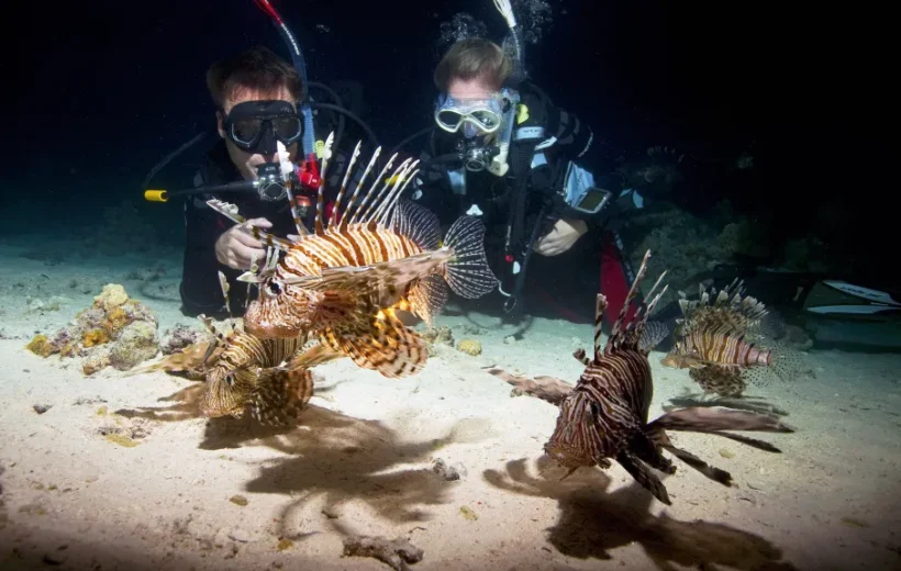Immersioni notturne a Marsa Alam