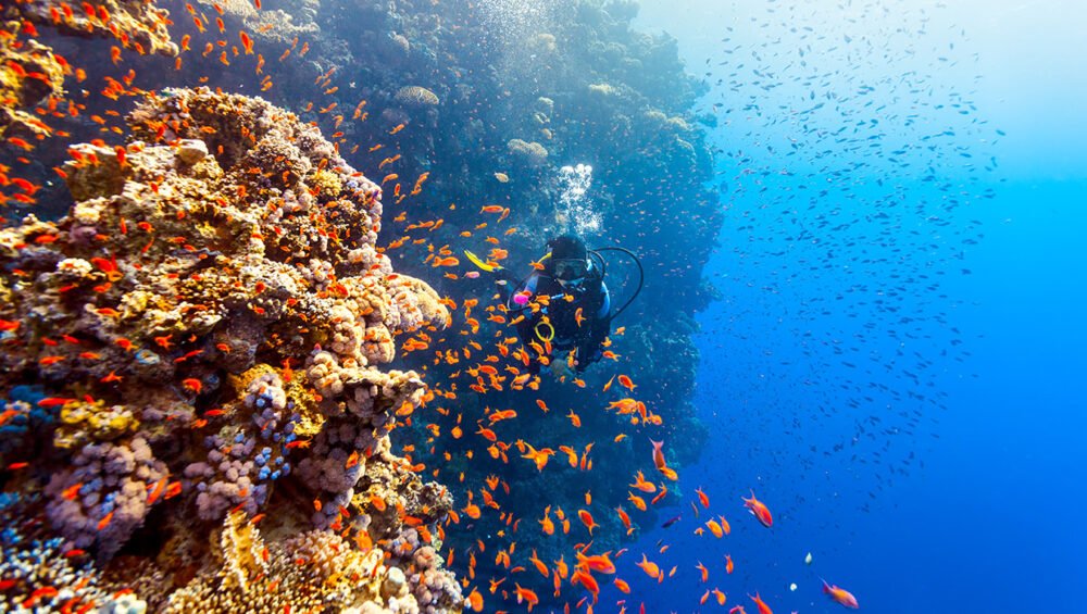 Siti di Immersione a Marsa Alam