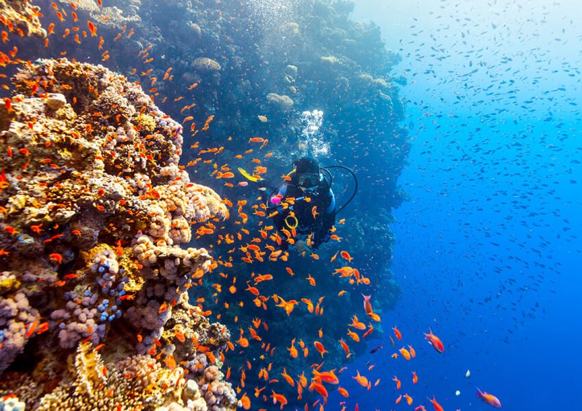 Siti di Immersione a Marsa Alam