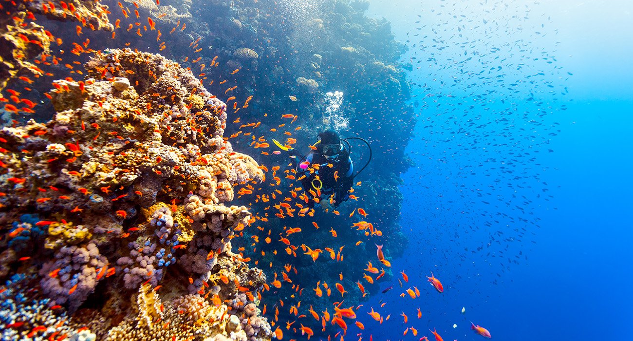 Migliori dive sites a Marsa Alam con barriere coralline, house reef diving, Elphinstone Reef, Dolphin House e Sataya